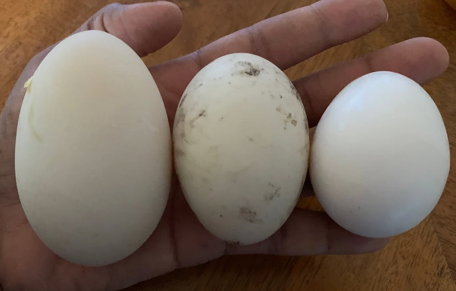 Master Class: What the Duck?